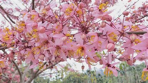 開滿花的樹|快看！十種常見會開花の樹，讓你體驗四季花香 